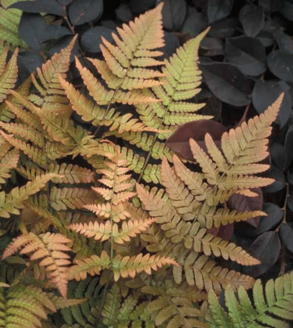 [DRERYTH] Dryopteris erythrosora (pot   9cm)