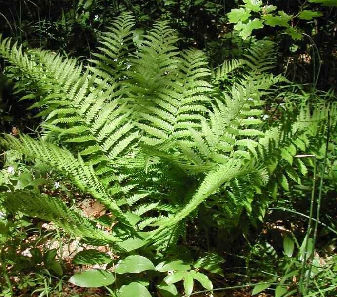 [DRFMAS] Dryopteris filix-mas (pot   9cm)