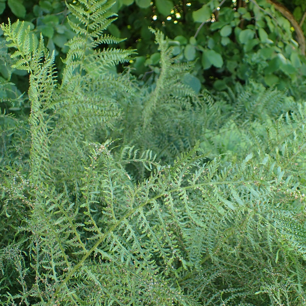 [DRFMLPO] Dryopteris filix-mas 'Linearis Polydactyla' (pot   9cm)