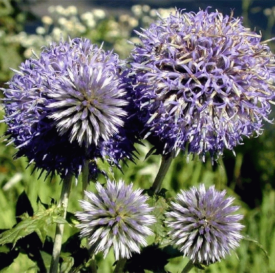 Echinops ban. 'Blue Globe'