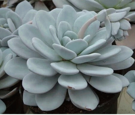 [ECHEVER] ECHEVERIA (pot 1L)