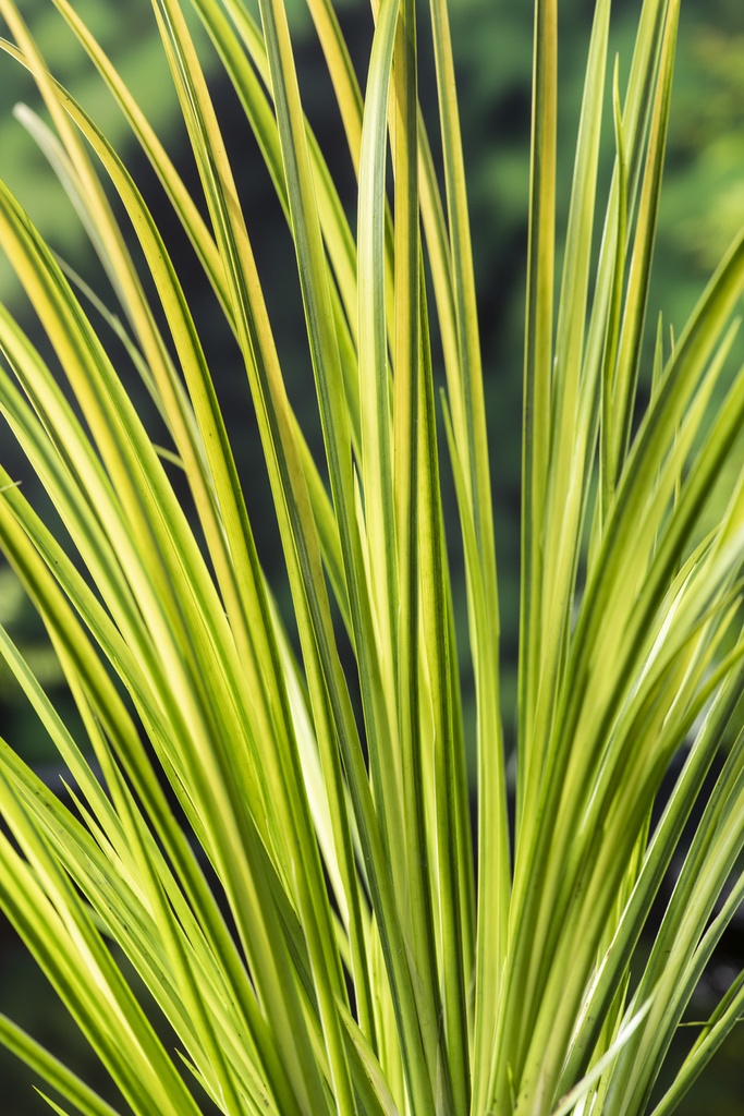 [ACGOGON] Acorus gramineus 'Ogon' (mand 18cm)