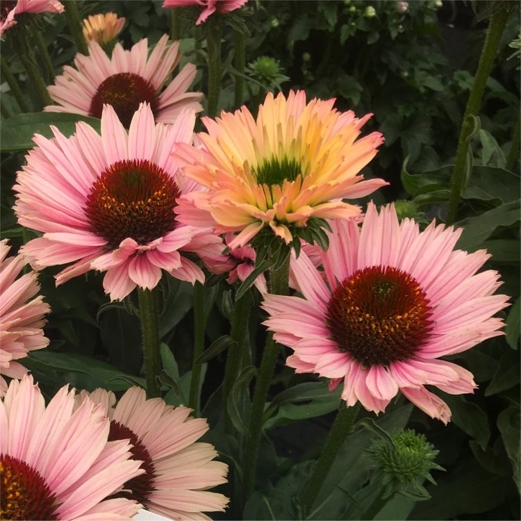 [ECPSSAL] Echinacea 'Sunseekers Salmon' (pot   9cm)