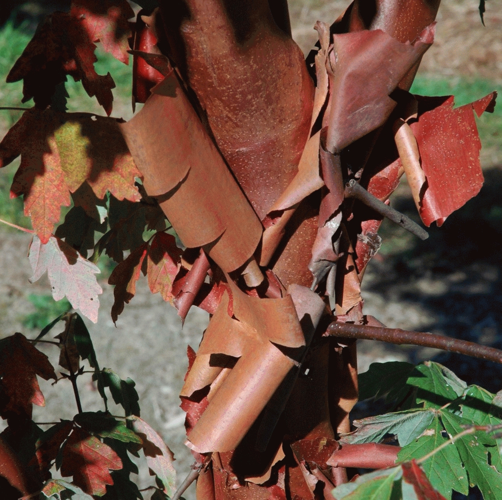 [ACGRISE] Acer griseum (halfstam, 12/14, pot  35L)