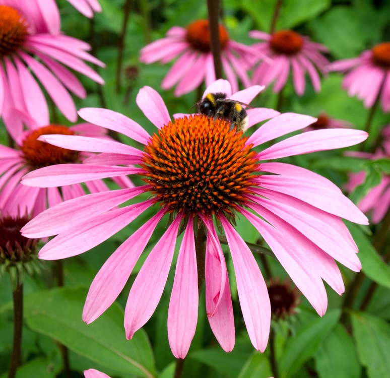[ECPURPU] Echinacea purpurea (pot   9cm)