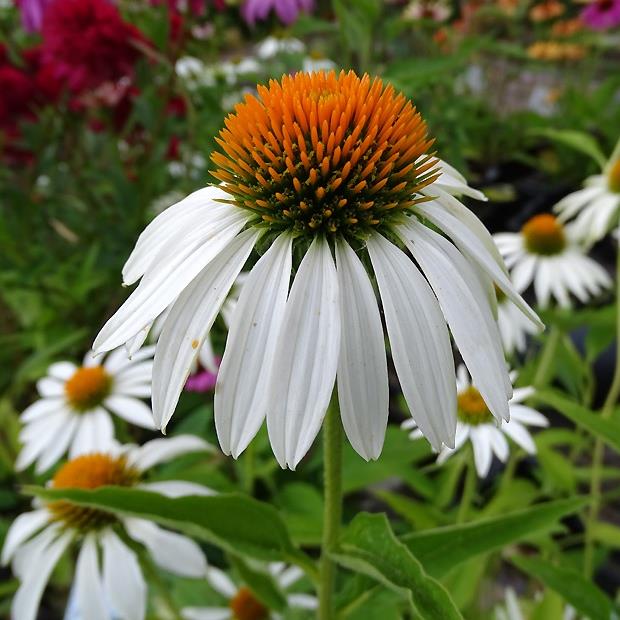 [ECPWSWA] Echinacea purp. 'White Swan' (pot   9cm)