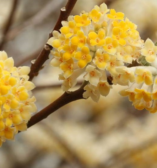 Edgeworthia chrysantha