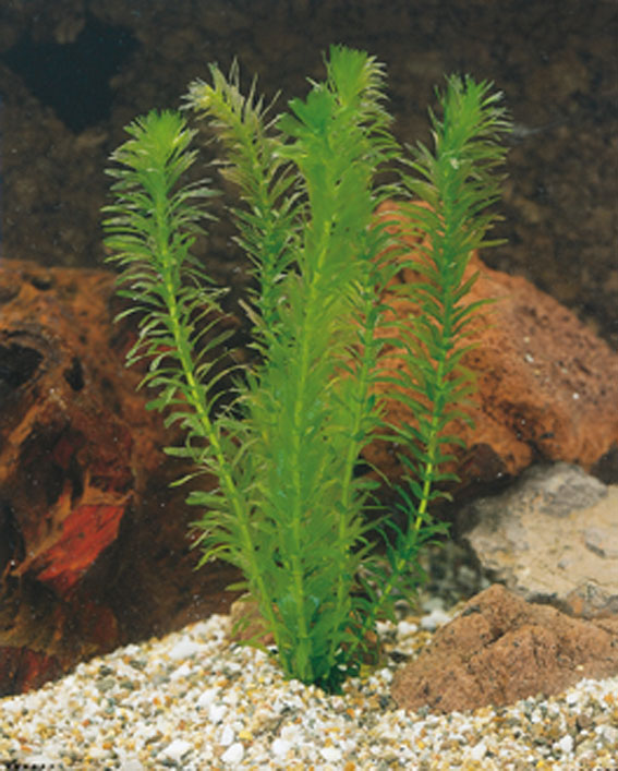 [ELDENSA] Elodea densa (beker)