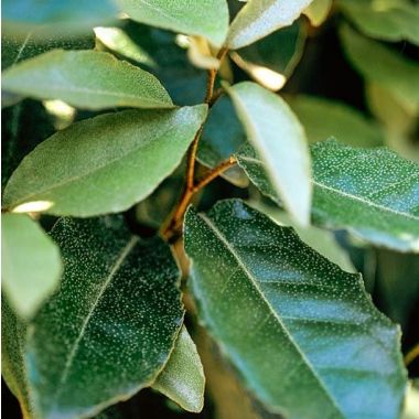 [ELECOMP] Elaeagnus ebb. 'Compacta' (—, 100/125cm, pot  10L)