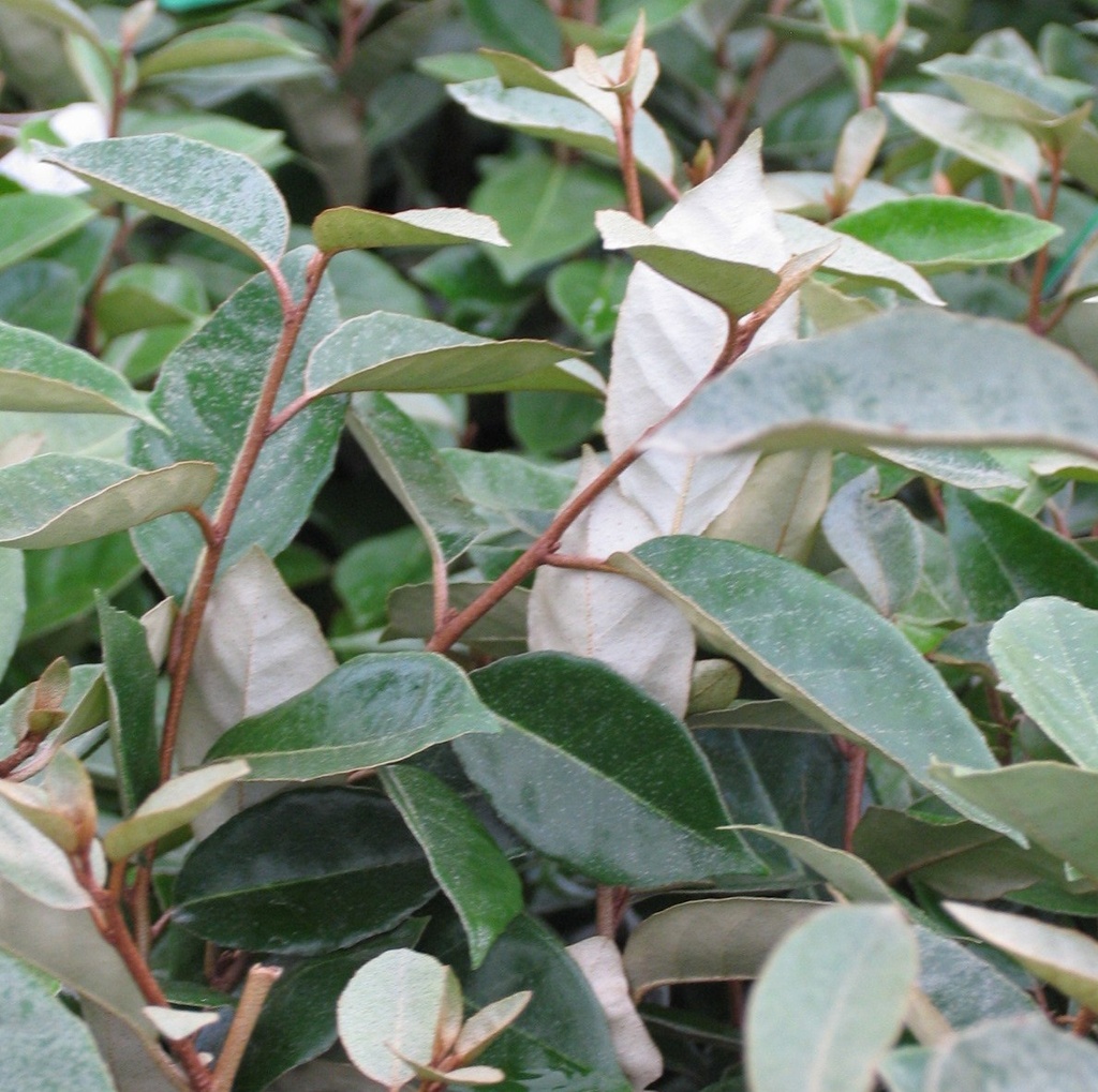 [ELEBBIN] Elaeagnus ebbingei (hoogstam, 10/12, pot)