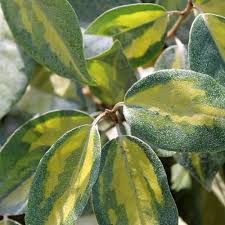 [ELELIME] Elaeagnus ebb. 'Limelight' (—, pot   3L)