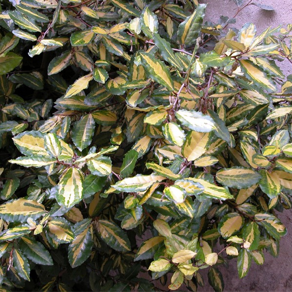 [ELPMACU] Elaeagnus pungens 'Maculata' (—, pot 2l 25/+ cm)