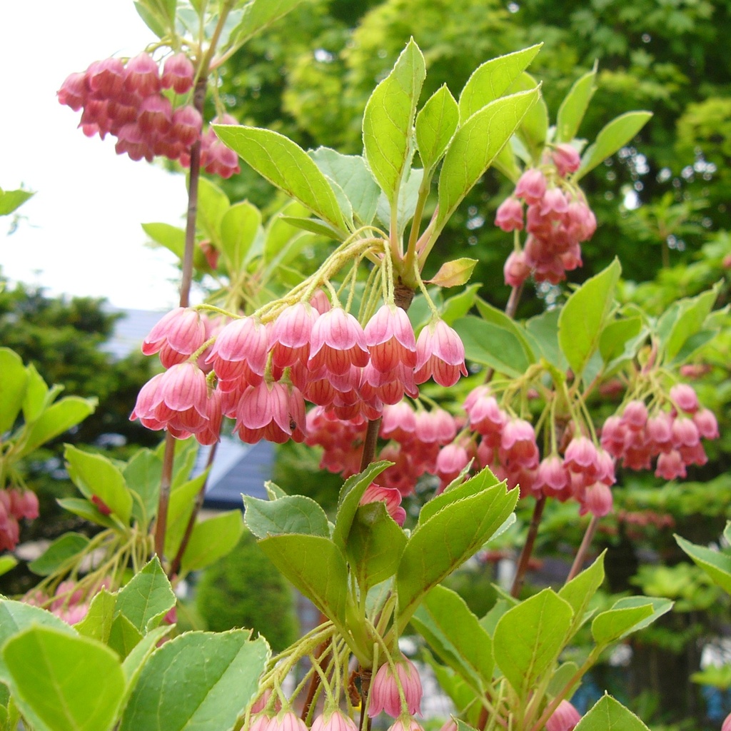 [ENCAMPA] Enkianthus campanulatus (—, pot23 45/60cm)