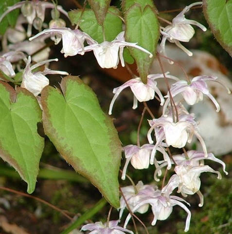 FLEUR DES ELFES