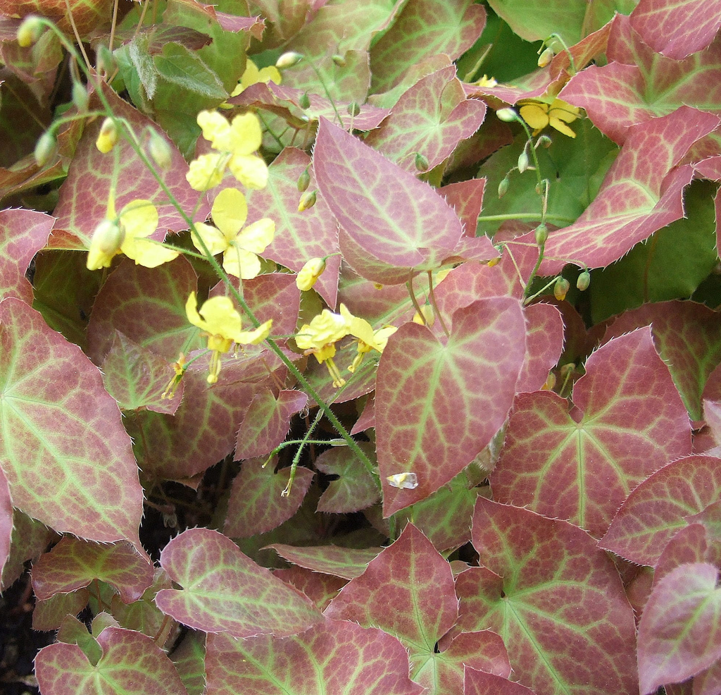 Epimedium perralch. 'Frohnleiten'
