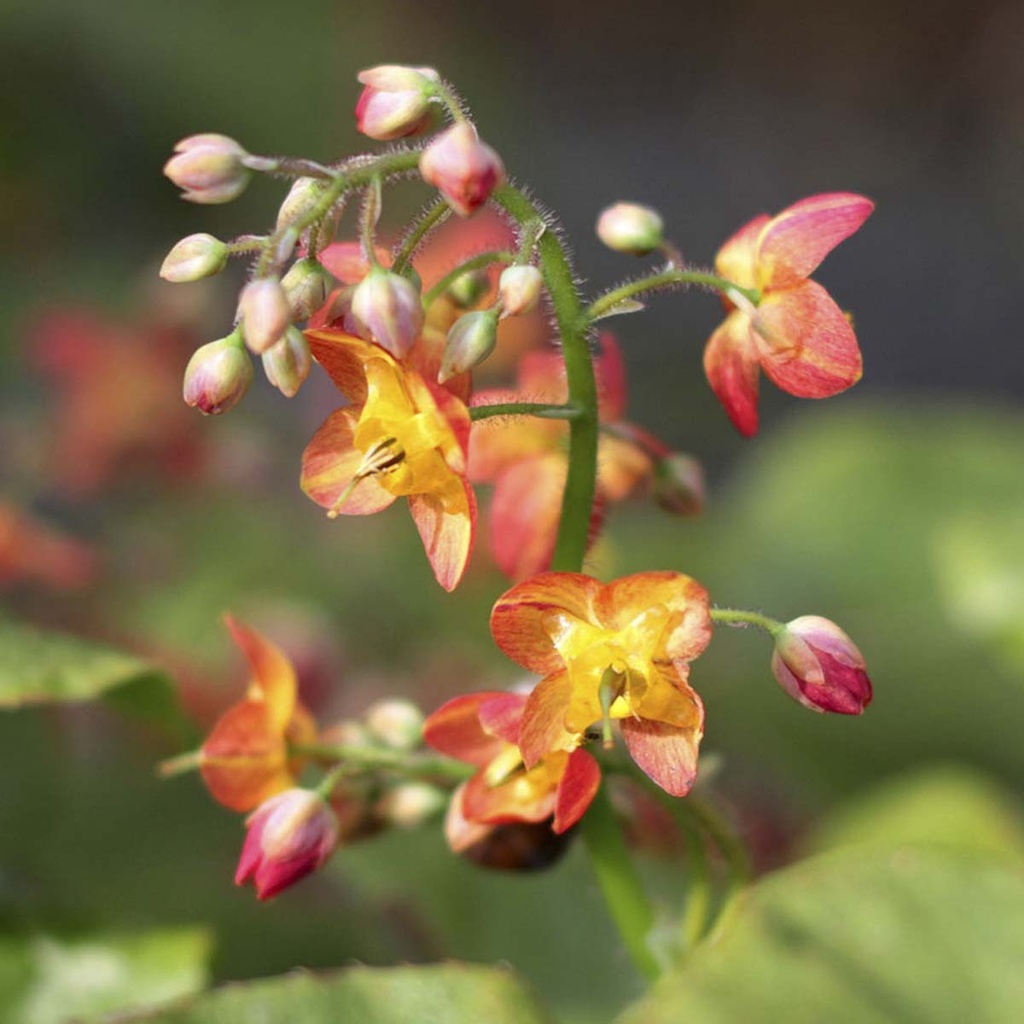 FLEUR DES ELFES