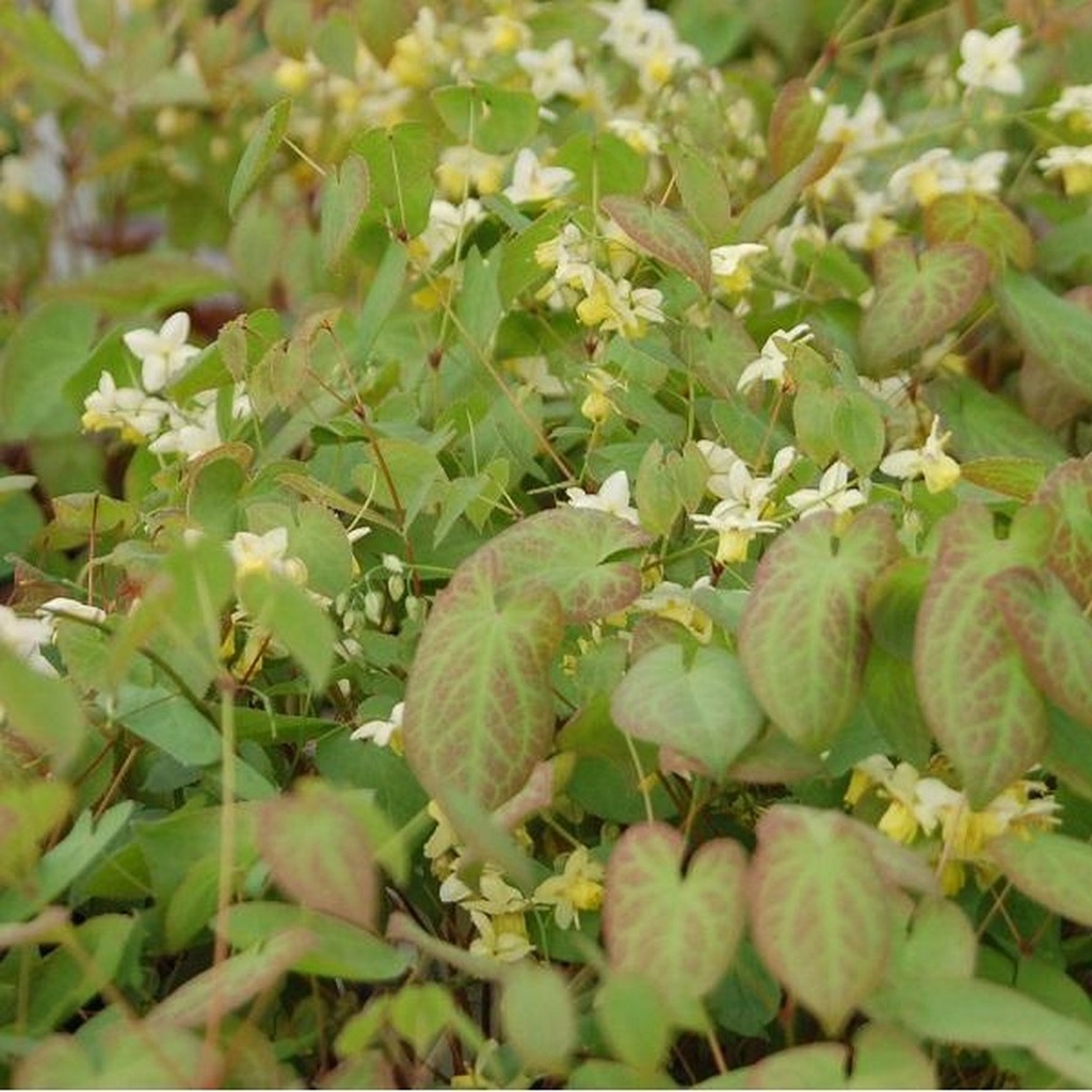 Epimedium versicolor 'Sulphureum'