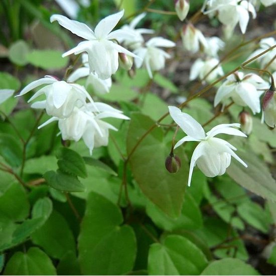 Epimedium youngianum 'Niveum'