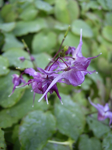 Epimedium youngianum 'Roseum'