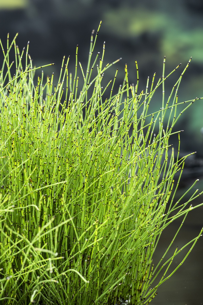 [EQSCIRP] Equisetum scirpoides