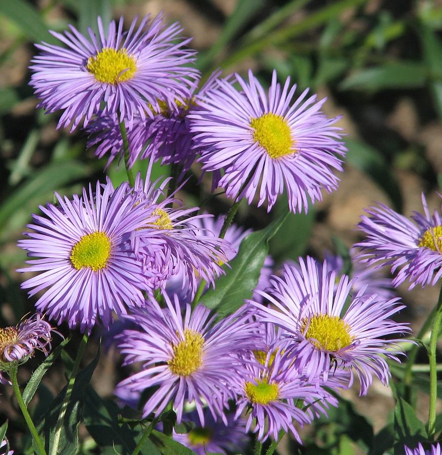 Erigeron 'Azure Beauty'