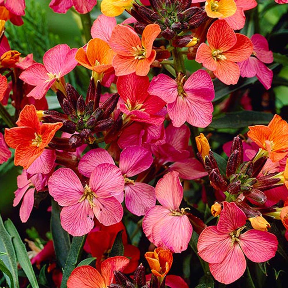 [ERCCHEE] Erysimum 'Constant Cheer' (pot   9cm)