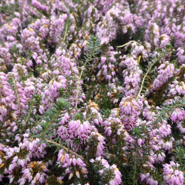 [ERCDRED] Erica carnea 'December Red' (pot 10.5cm)