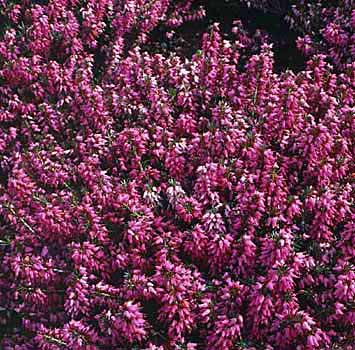 [ERCROSA] Erica carnea 'March Seedling' (pot  10.5cm)
