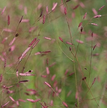 [ERSPECT] HERBE D'AMOUR (pot 6.5L)