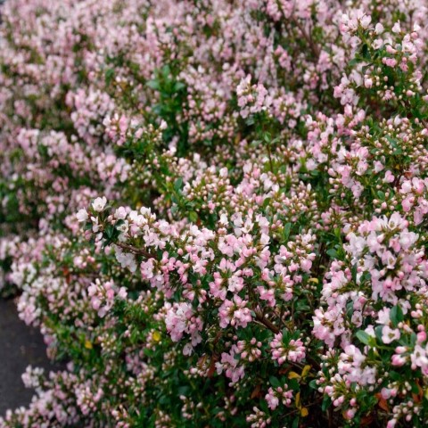 [ESABLOS] Escallonia 'Apple Blossom' (—, pot   3L)