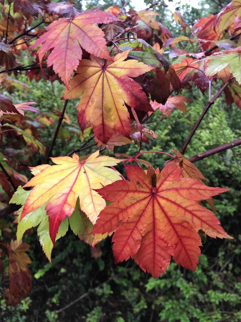 [ACJVITI] Acer jap. 'Vitifolium' (60/80cm)