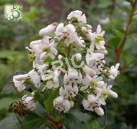 [ESIVEYI] Escallonia 'Iveyi' (—, pot 3L)