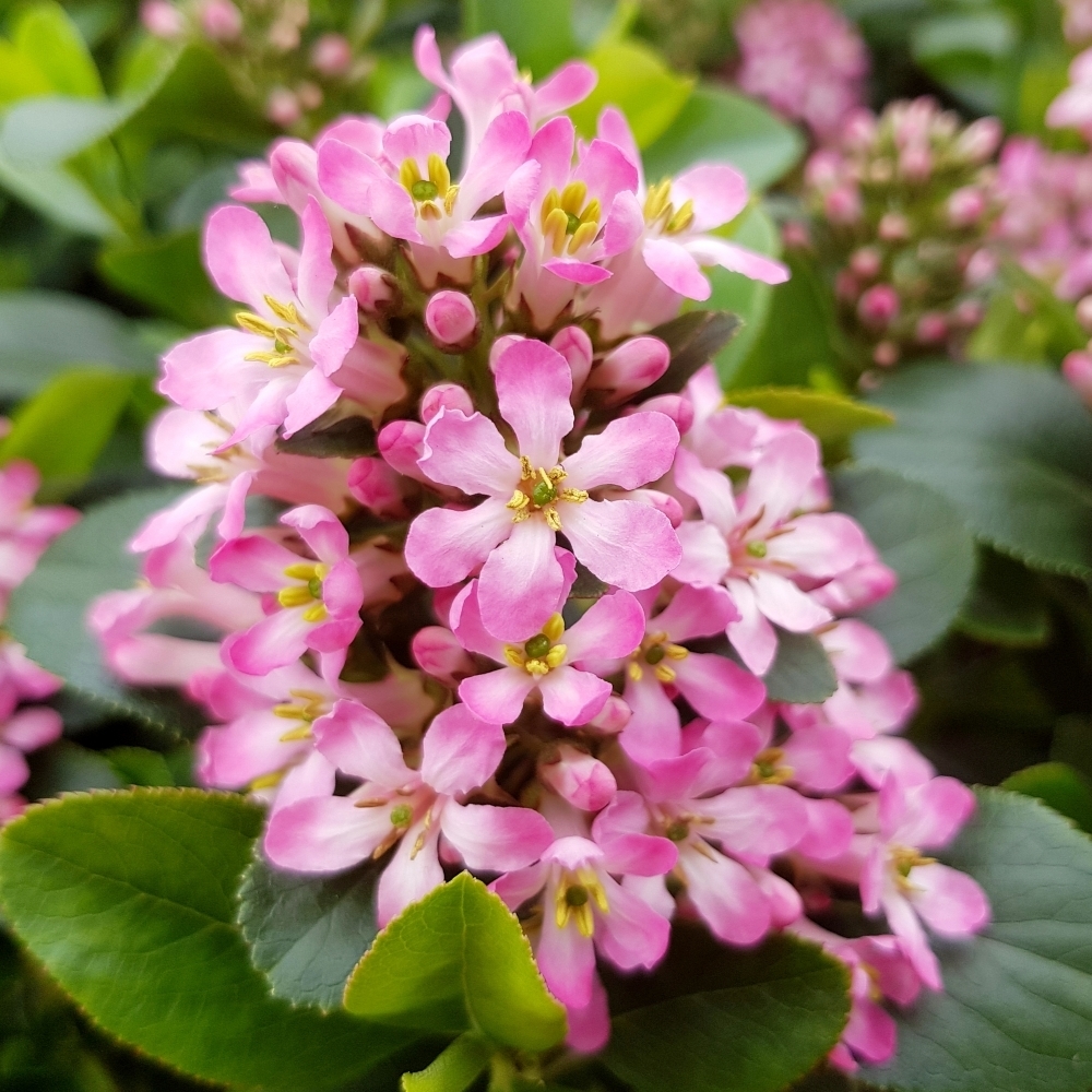 [ESPELLE] Escallonia 'Pink Elle'® (stam, 50cm, pot   3L)