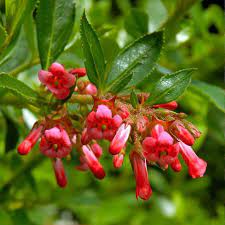 [ESRDREA] Escallonia 'Red Dream' (pot 10L)