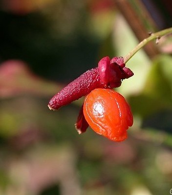 [EUALATU] FUSAIN (—, 60/80cm, pot 10L)