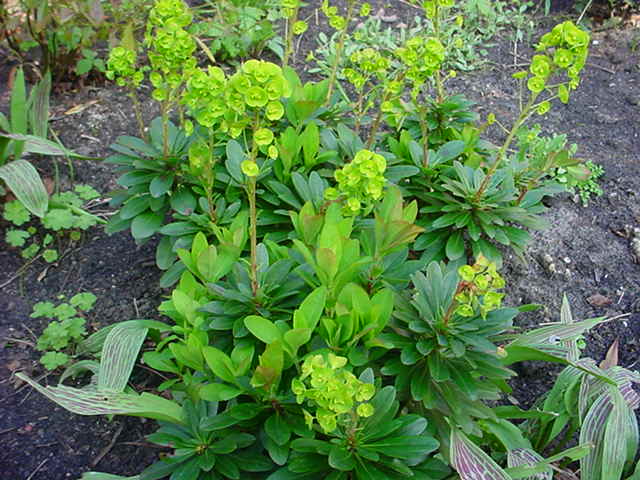 [EUAROBI] Euphorbia amyg. 'Robbiae' (pot   9cm)