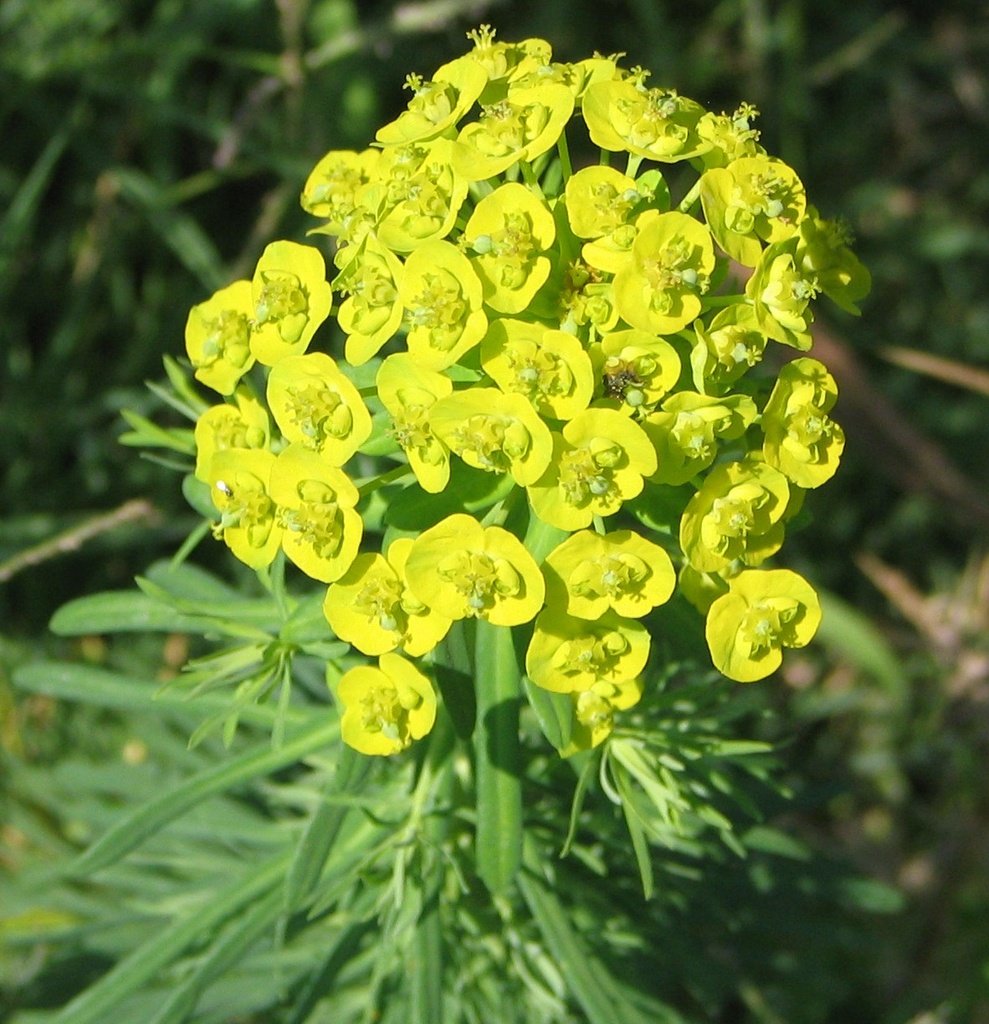 EUPHORBE