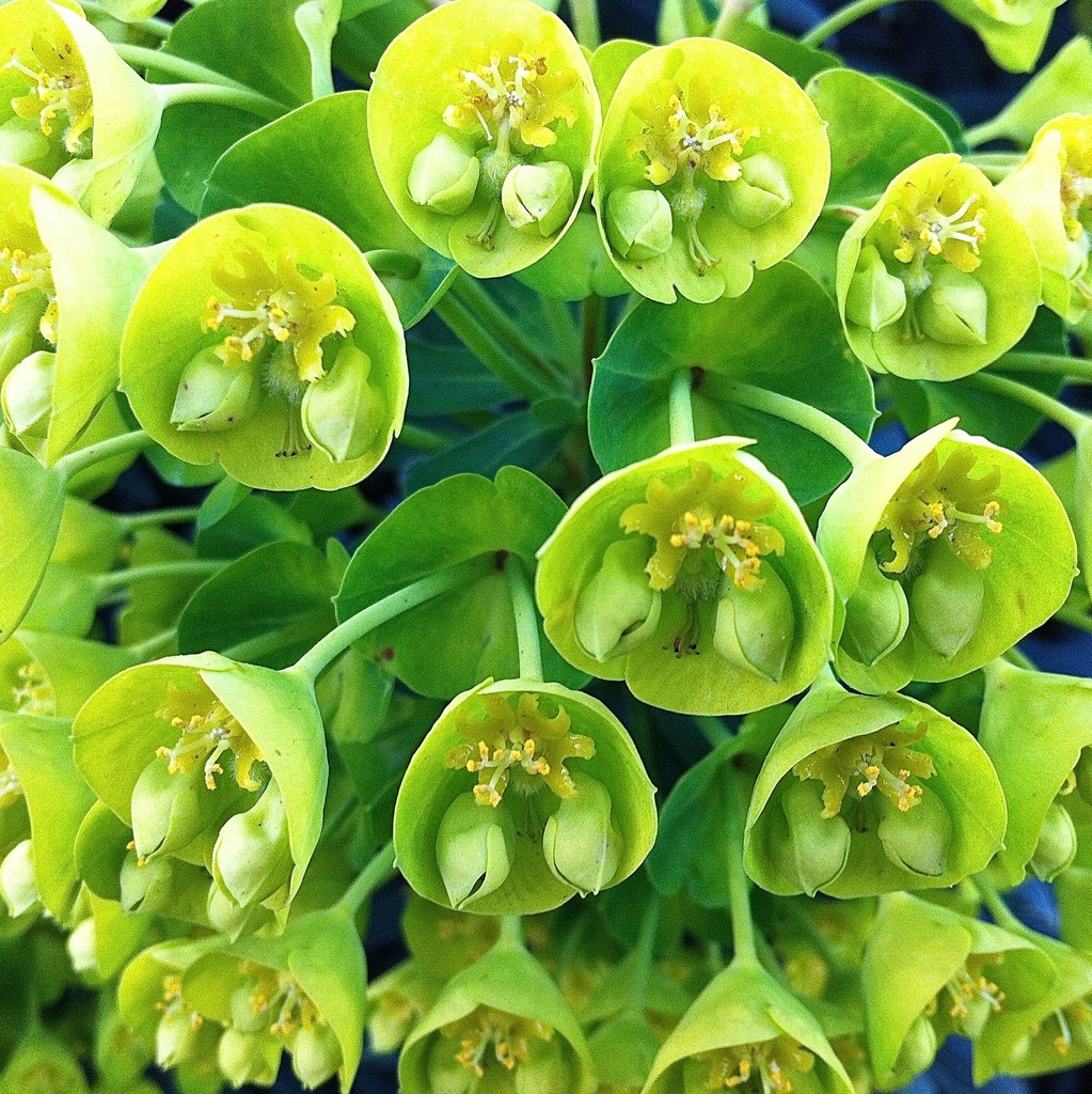 EUPHORBE