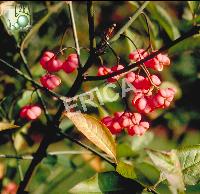 [EUEUROP] Euonymus europaeus (—, —, pot   5L)
