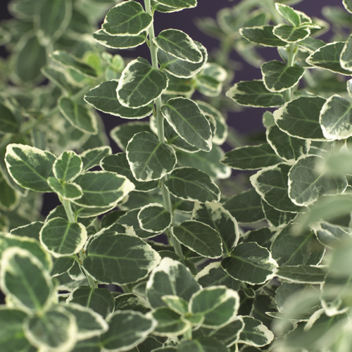 [EUFEGAI] Euonymus fort. 'Emerald Gaiety' (stam, 120cm, pot   7.5L)