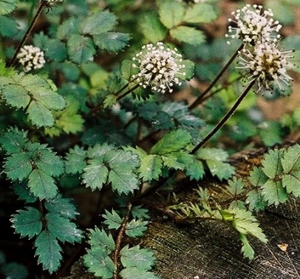 [ACMICRO] Acaena microphylla