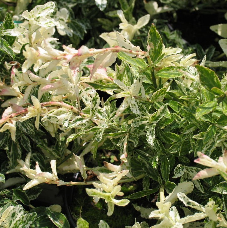 Euonymus fort. 'Harlequin'