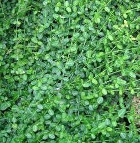 [EUFMINI] Euonymus fort. 'Minimus' (pot   2L)