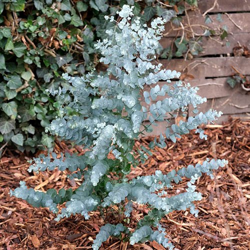 [EUGAZUR] Eucalyptus gunnii 'Azurra' (50/60cm, pot   3L)