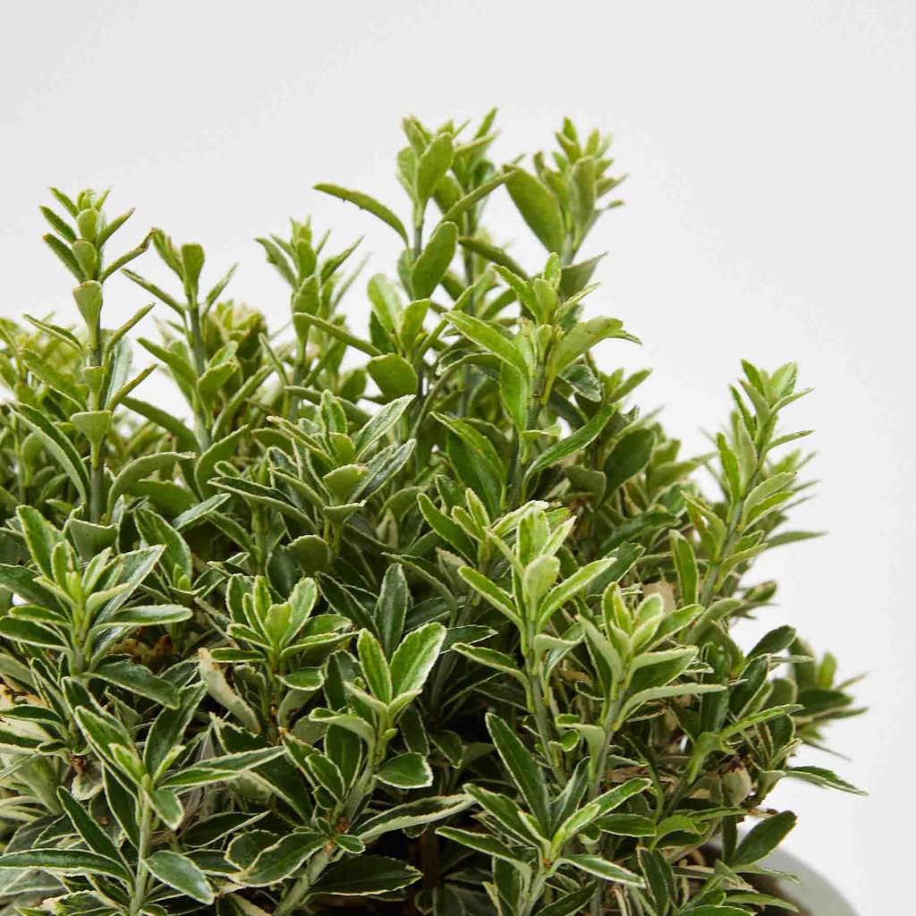 [EUJMALB] FUSAIN (pot 2.5L)
