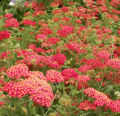[ACMPAPR] Achillea millefolium 'Paprika' (pot   9cm)