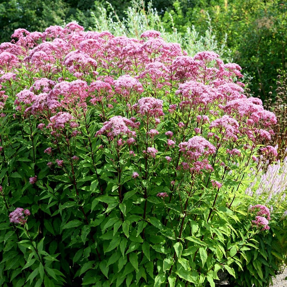 [EUMATRO] Eupatorium mac. 'Atropurpureum' (pot   9cm)