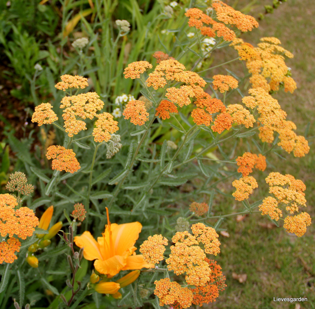 [ACMTCOT] Achillea millefolium 'Terracotta'