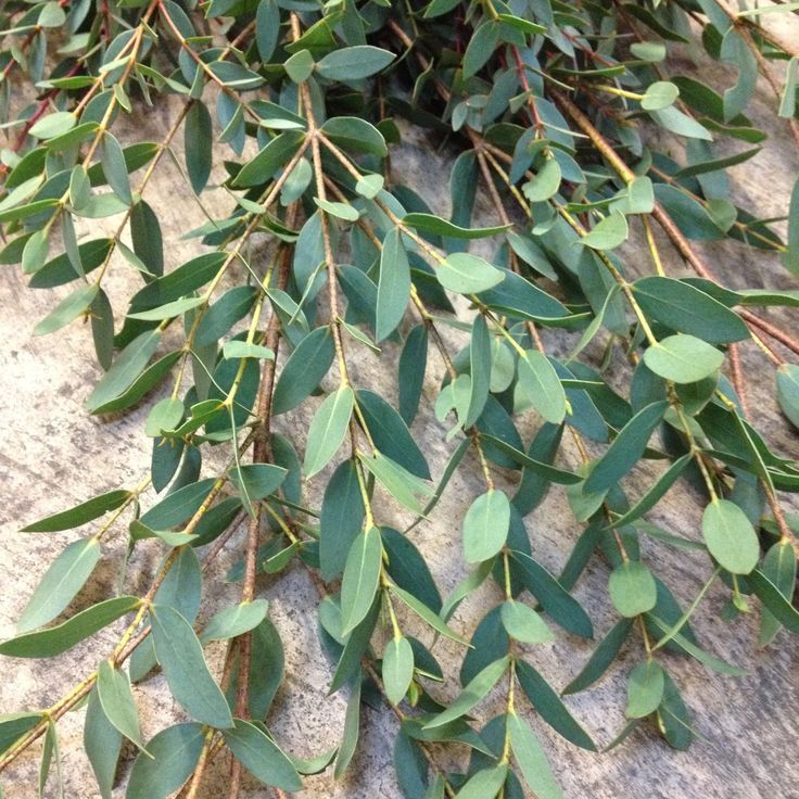 Eucalyptus parvi. 'Oliva'