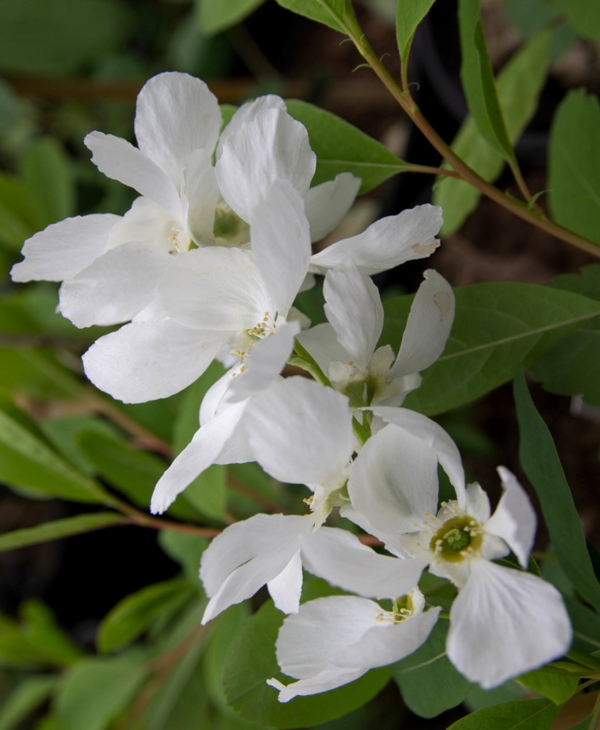 [EXRBPEA] Exochorda racemosa 'Blushing Pearl'® (—, pot21)